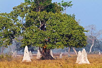 Termite mounds in savannah with scattered trees. Cerrado, Brazil. 2010.