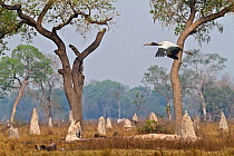 Wood stork (Mycteria americana) flying over termite mounds amongst scattered trees. Cerrado, Brazil. 2010.