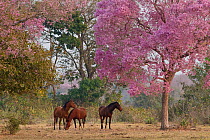 Three horses below Pink trumpet tree (Tabebuia impetiginosa). in flower,Cerrado, Brazil.