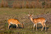 Pampas deer (Ozotoceros bezoarticus), pair grazing in Cerrado grassland. Brazil.