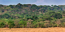 Forest in the Cerrado. Chapada dos Guimaraes, Mato Grosso, Brazil. 2010.