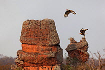 Southern caracara (Caracara plancus), two flying over rock formation. Chapada dos Guimaraes, Mato Grosso, Brazil.