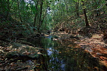 River through forest in Cerrado. Chapada dos Veadeiros National Park, Goias, Brazil.