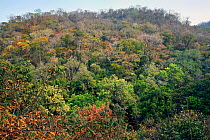 Cerrado forest landscape. Bonito, Mato Grosso do Sul, Brazil. 2010.
