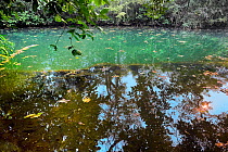 Trees reflected in spring fed pool, Baia Bonita Ecological Reserve, Cerrado. Mato Grosso do Sul, Brazil.