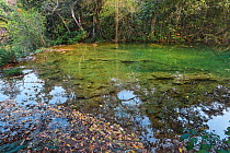 Forest reflected in pool within the Cerrado. Ilha do Padre, Bonito, Mato Grosso do Sol, Brazil.