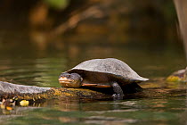 Geoffroy's side-necked turtle (Phrynops geoffroanus) in the Cerrado. Bonito, Mato Grosso do Sul, Brazil.