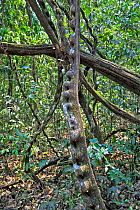 Jatoba (Hymenaea courbaril) tree. Cerrado forest, Brazil.