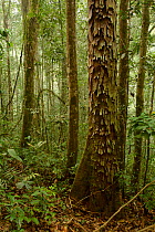 Rengus tree (Gluta aptera) Batang Toru Forest, Sumatran Orangutan Conservation Project, North Sumatran Province, Indonesia.