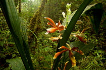 Orchid flowering in Sumatran rainforest, Batang Toru Forest. Sumatran Orangutan Conservation Project, North Sumatran Province, Indonesia.