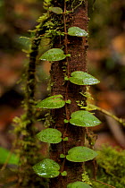Small liana / vine in Sumatran rainforest, Batang Toru Forest, Sumatran Orangutan Conservation Project, North Sumatran Province,  Indonesia.
