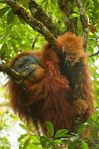 Tapanuli Orangutan (Pongo tapanuliensis). Togus, adult flanged male, trying to nap in tree. Batang Toru Forest, Sumatran Orangutan Conservation Project, North Sumatran Province, Indonesia.