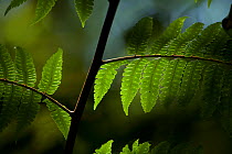 Ferns in sunlight in Sumatran rainforest, Batang Toru Forest, Sumatran Orangutan Conservation Project, North Sumatran Province,  Indonesia.