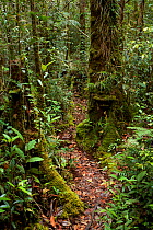 Trail / path in Batang Toru Forest, Sumatran Orangutan Conservation Project North Sumatran Province, Indonesia.