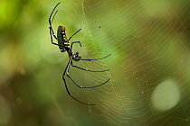 Giant Orb Weaver Spider (Nephila sp.) Batang Toru Forest, Sumatran Orangutan Conservation Project, North Sumatran Province, Indonesia