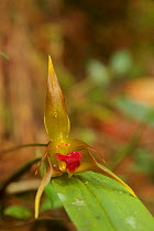 Orchid, Batang Toru Forest, Sumatran Orangutan Conservation Project, North Sumatran Province, Indonesia