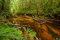 Stream in Sumatran rainforest, Batang Toru Forest, Sumatran Orangutan Conservation Project, North Sumatran Province,  Indonesia.