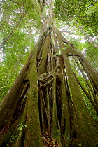 Strangler fig (Ficus sp) Batang Toru Forest, Sumatran Orangutan Conservation Project, North Sumatran Province, Indonesia.