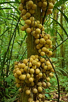 Fruit (Baccaurea sp.) Batang Toru Forest, Sumatran Orangutan Conservation Project, North Sumatran Province, Indonesia