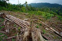 Clear cutting at edge of forest, Batang Toru Forest, Sumatran Orangutan Conservation Project, North Sumatran Province, Indonesia.
