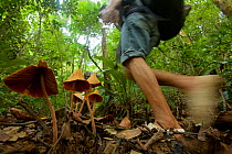 Porter from Haramunting Village carrying expedition gear into Batang Toru Forest, walking past large fungi. Batang Toru Forest Sumatran Orangutan Conservation Project, North Sumatran Province,  Indon...