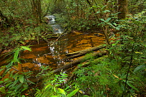 Rain forest stream with small cascade, Batang Toru Forest, Sumatran Orangutan Conservation Project, North Sumatran Province,  Indonesia.