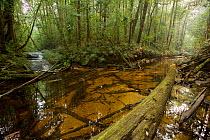 Rainforest stream with orange colored tannin-rich waters, Batang Toru Forest, Sumatran Orangutan Conservation Project, North Sumatran Province, Indonesia