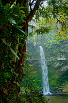 Rainforest waterfall. Batang Toru Forest, Sumatran Orangutan Conservation Project, North Sumatran Province, Indonesia.