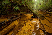 Rainforest stream with orange colored tannin-rich waters, Batang Toru Forest, Sumatran Orangutan Conservation Project, North Sumatran Province , Indonesia.