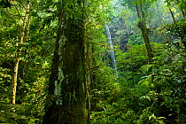 Waterfall in Sumatran rainforest, Batang Toru Forest, Sumatran Orangutan Conservation Project, Northern Sumatran Province, Indonesia.