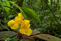 Wild Begonia, Batang Toru Forest, Sumatran Orangutan Conservation Project, Northern Sumatran Province, Indonesia.