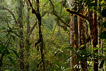 Sumatran rainforest trees, Batang Toru Forest, Sumatran Orangutan Conservation Project, Northern Sumatran Province, Indonesia.