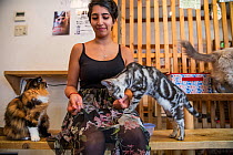 Woman feeding cats at the Kawaramati Cat Cafe Kyoto, Japan