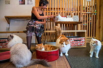 Woman feeding cat at Kawaramati Cat Cafe, Kyoto, Japan.