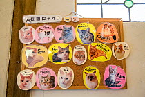 Names of cats on board at the Kawaramati Cat Cafe Kyoto, Japan