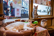 Cats resting at Kawaramati Cat Cafe Kyoto, Japan