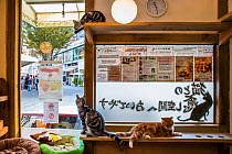 Cats sitting in window at Kawaramati Cat Cafe, Kyoto, Japan
