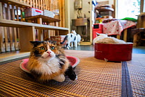 Calico cat resting at Kawaramati Cat Cafe, Kyoto, Japan