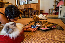 Woman taking pictures of calico cat at Kawaramati Cat Cafe, Kyoto, Japan