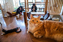 Fluffy ginger cat resting at Kawaramati Cat Cafe Kyoto, Japan
