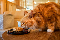 Ginger cat sniffing biscuit, Kawaramati Cat Cafe Kyoto, Japan.