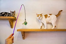 Person with lure playing with cats at the Kawaramati Cat Cafe, Kyoto, Japan