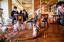 Japanese man playing with cats at the Kawaramati Cat Cafe Kyoto, Japan.