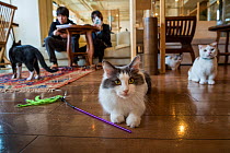 Cats at the Kawaramati Cat Cafe Kyoto, Japan.