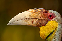 Wreathed hornbill (Aceros undulatus) Assam, India.