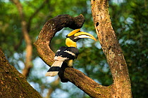 Great Indian Hornbill (Buceros bicornis) male in forest habitat, Tamil Nadu, Western Ghats, India