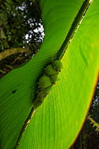 White tent making bat (Ectophylla alba) roosting in Heleconia leaf, La Selva Field Station, Costa Rica.
