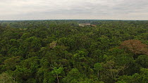 Aerial shot of the canopy of the Amazon Rainforest, with the Rio Tambopata in the background, Madre de Dios, Peru, 2016.