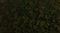 Aerial shot of the Amazon Rainforest, looking down on canopy, Rio Tambopata, Madre de Dios, Peru, 2016.