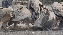 Group of Griffon vultures (Gyps fulvus) arriving and feeding on a dead lamb, Cuenca, Spain, August.